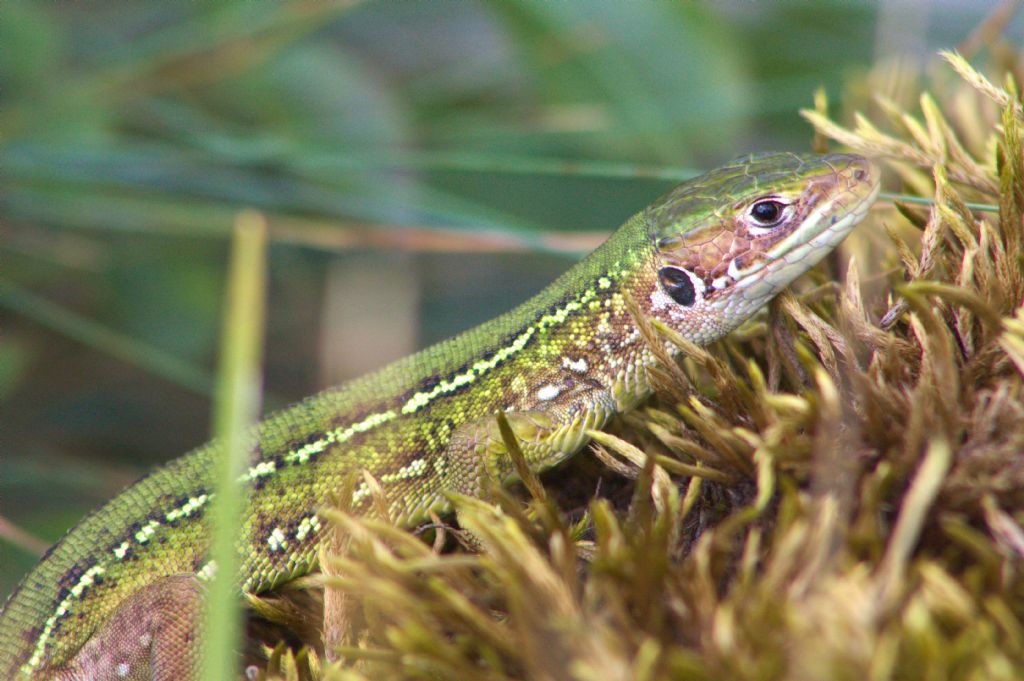 Lacerta bilineata