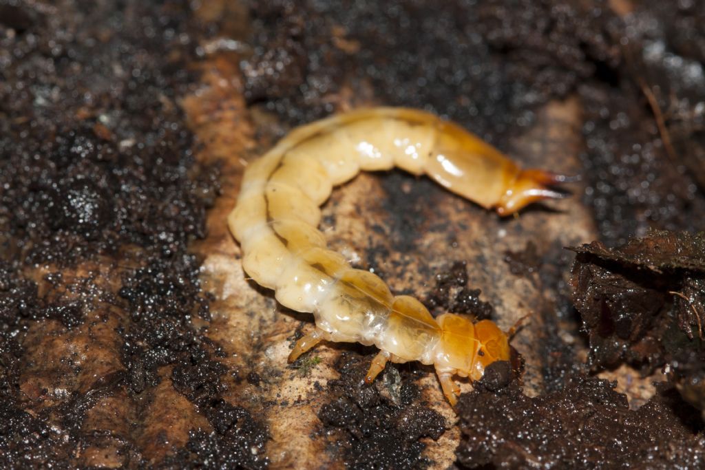 Larva di Pyrochroa sp.