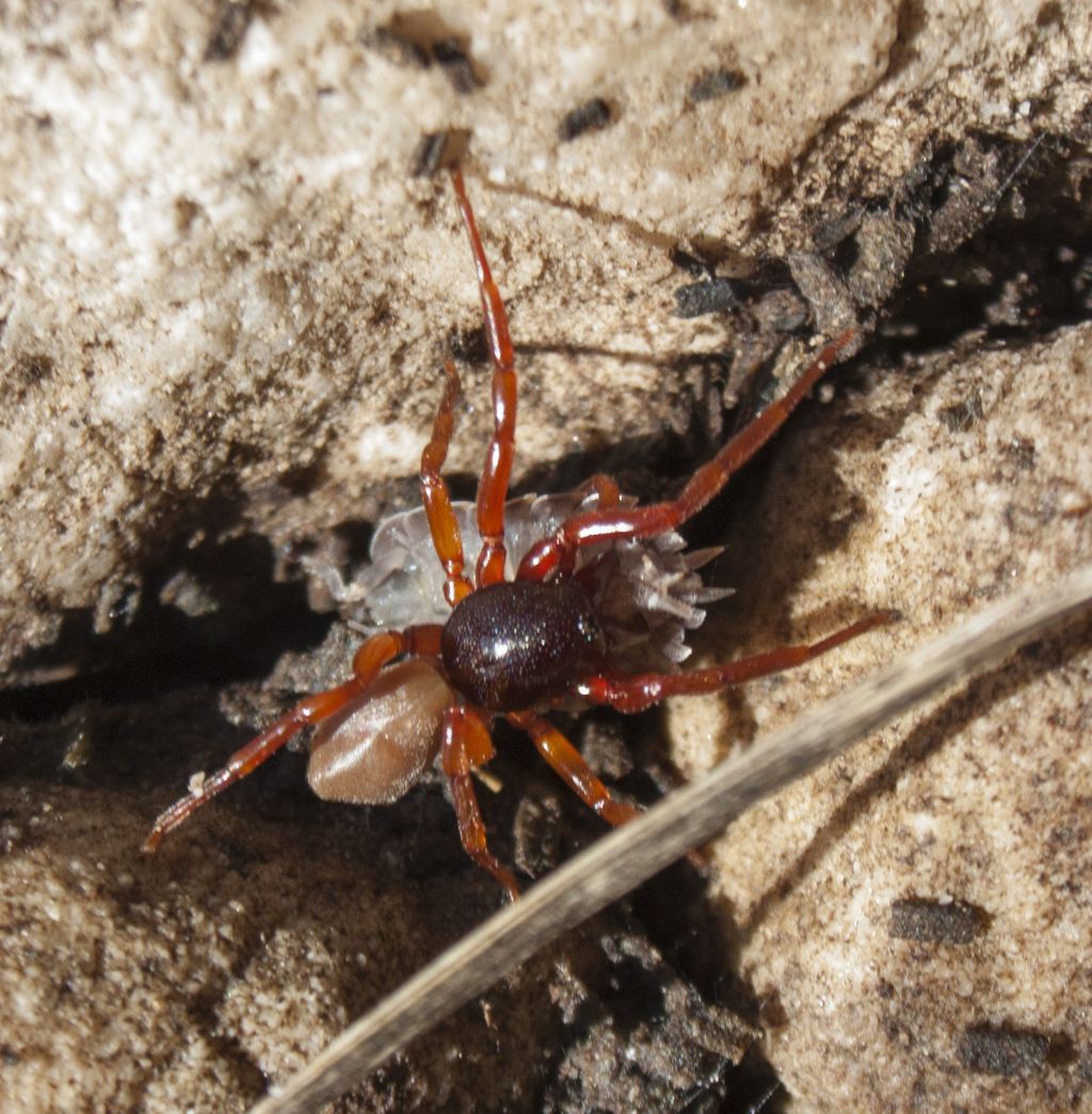 Dysdera sp. che preda un onisco - S. Giustina Bellunese