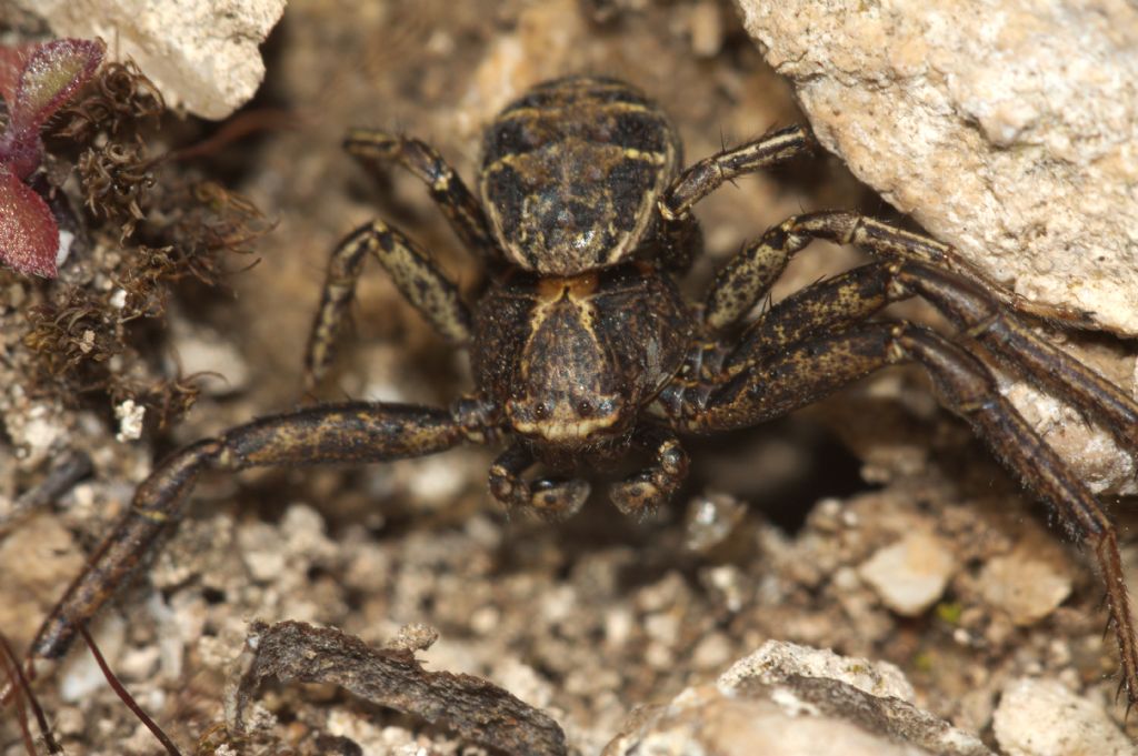 Xysticus sp. - Pove del Grappa (VI)