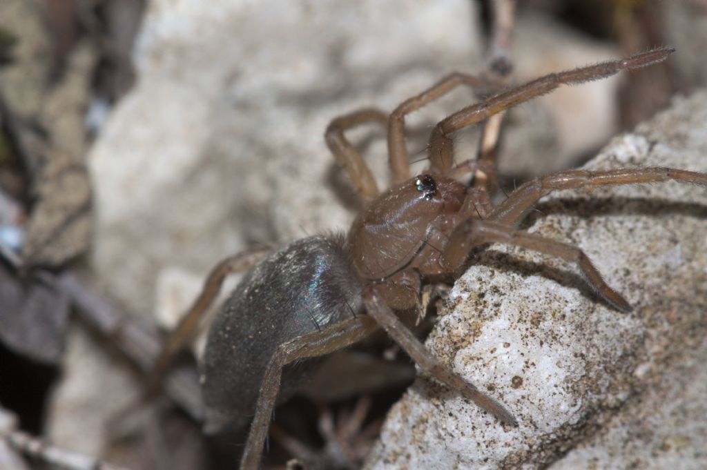 Drassodes sp. - Pove del Grappa (VC)