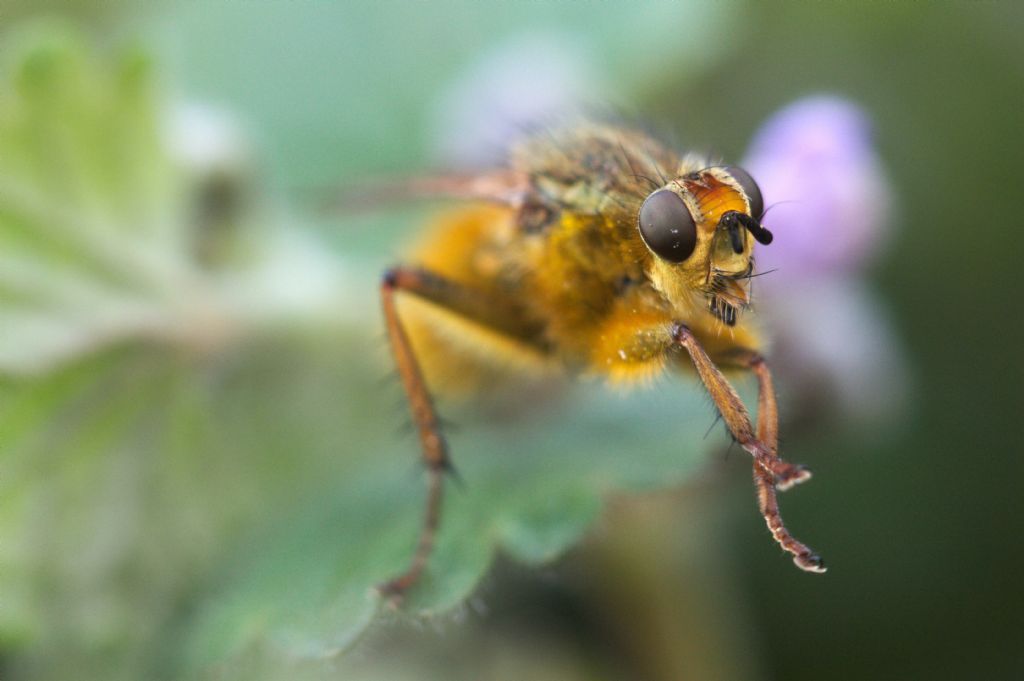 Maschio di Scathophaga stercoraria (Scathophagidae)