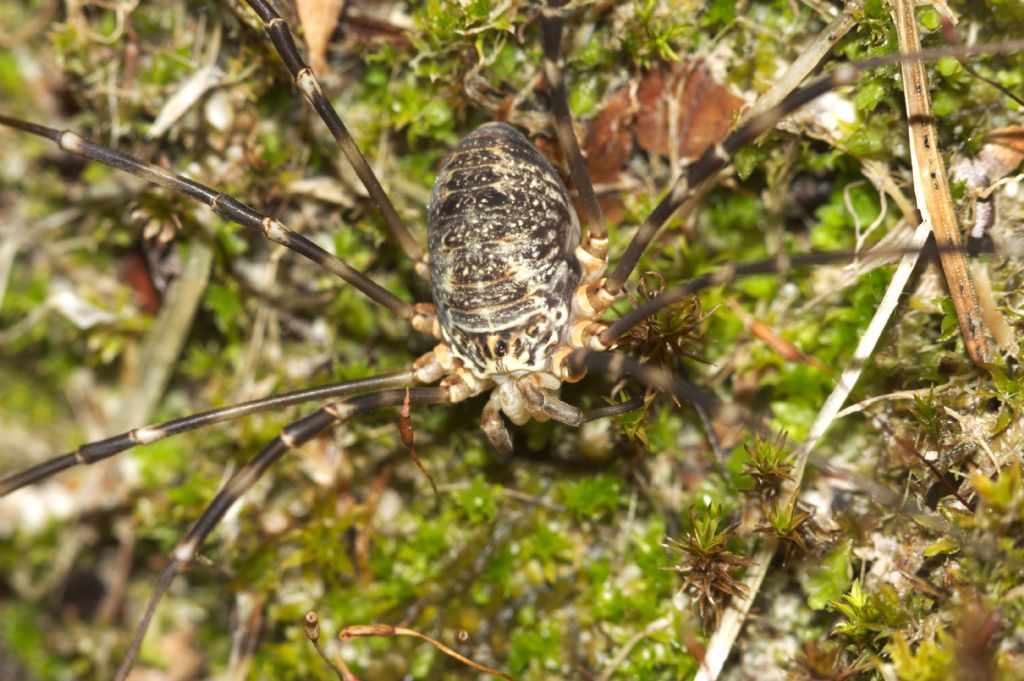 Gyas annulatus (Phalangiidae)