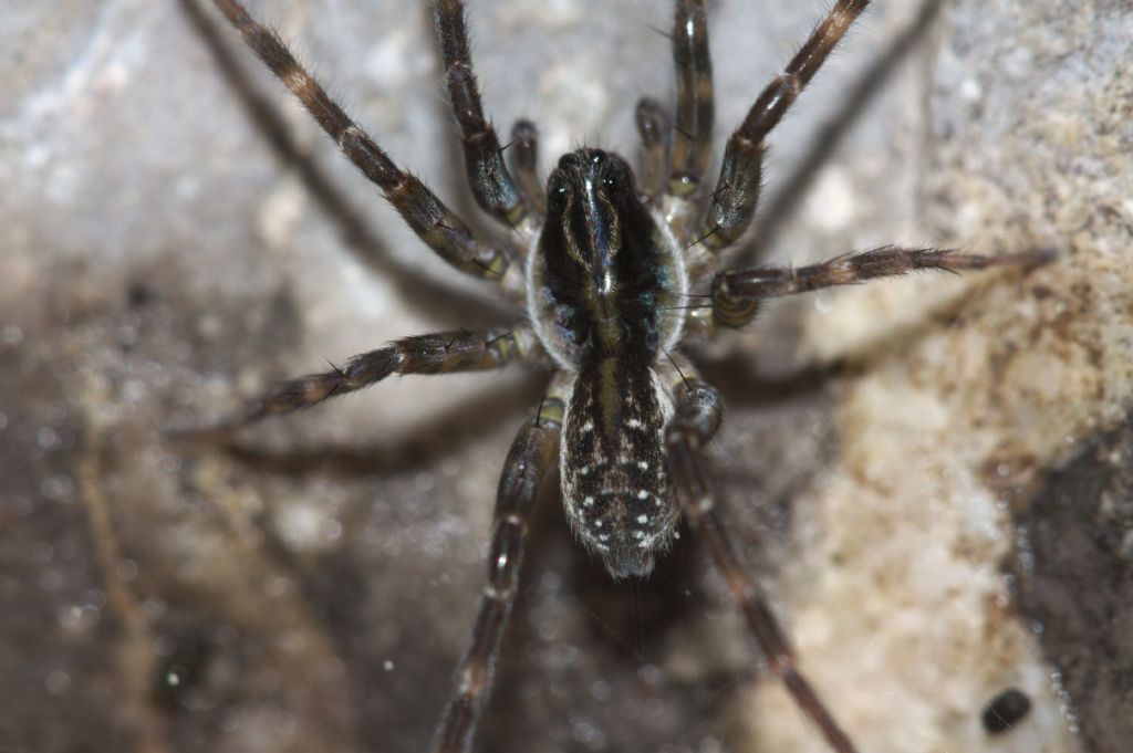 Pirata sp.; Arctosa leopardus - S. Giustina (BL)