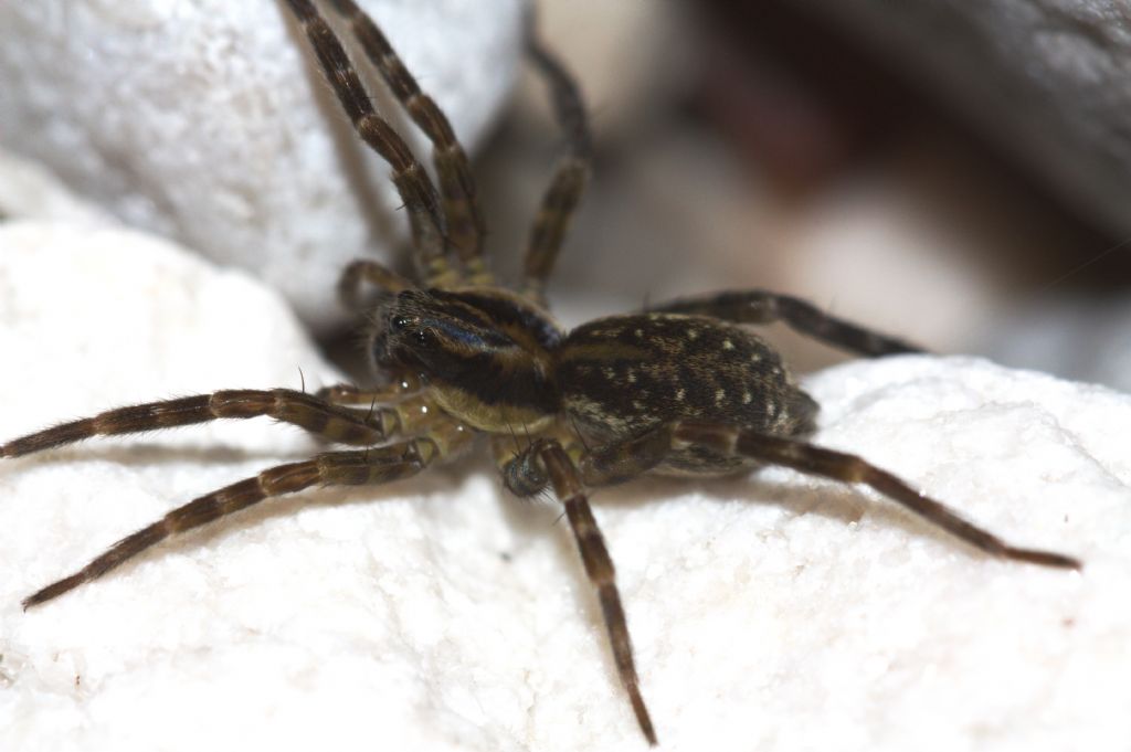 Pirata sp.; Arctosa leopardus - S. Giustina (BL)