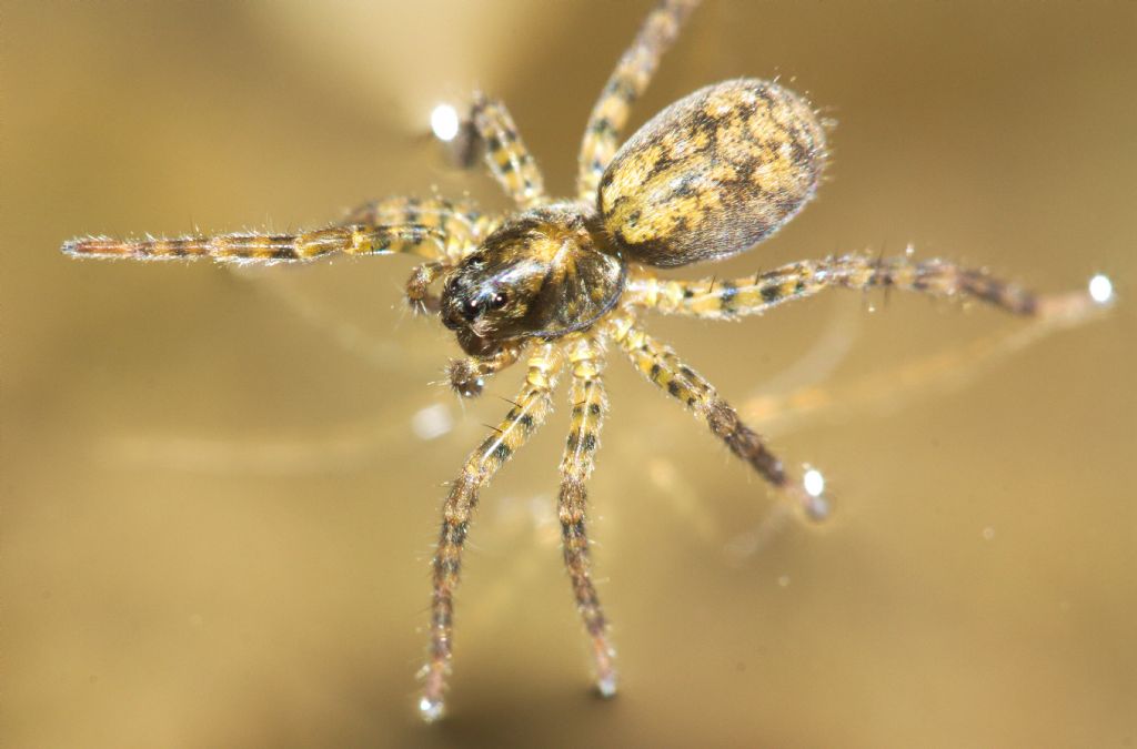 Pirata sp.; Arctosa leopardus - S. Giustina (BL)