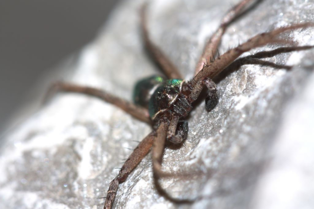 Philodromus sp.?