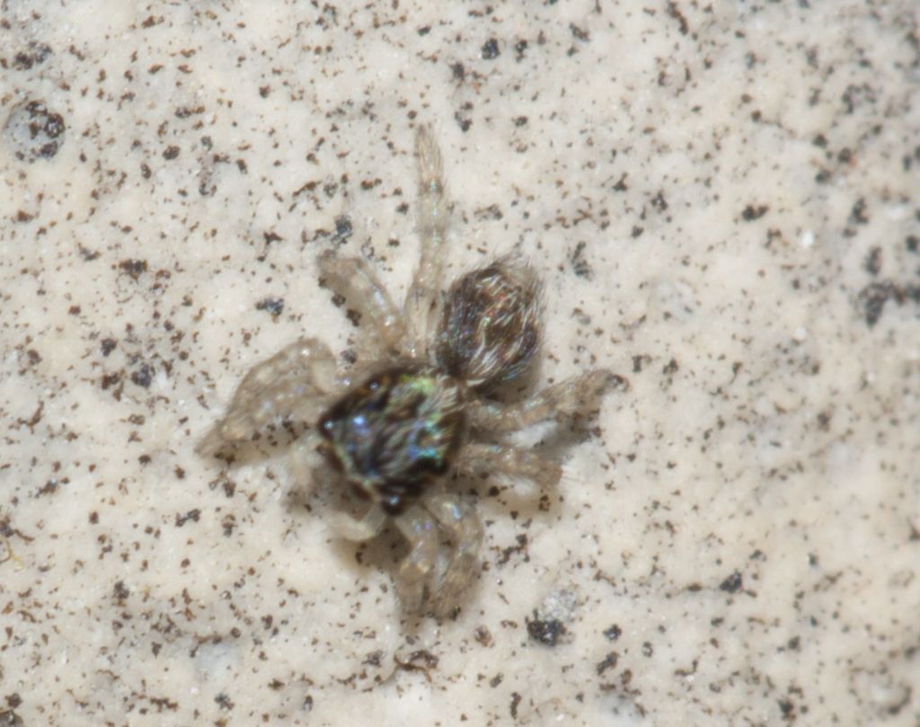 Salticidae nano!