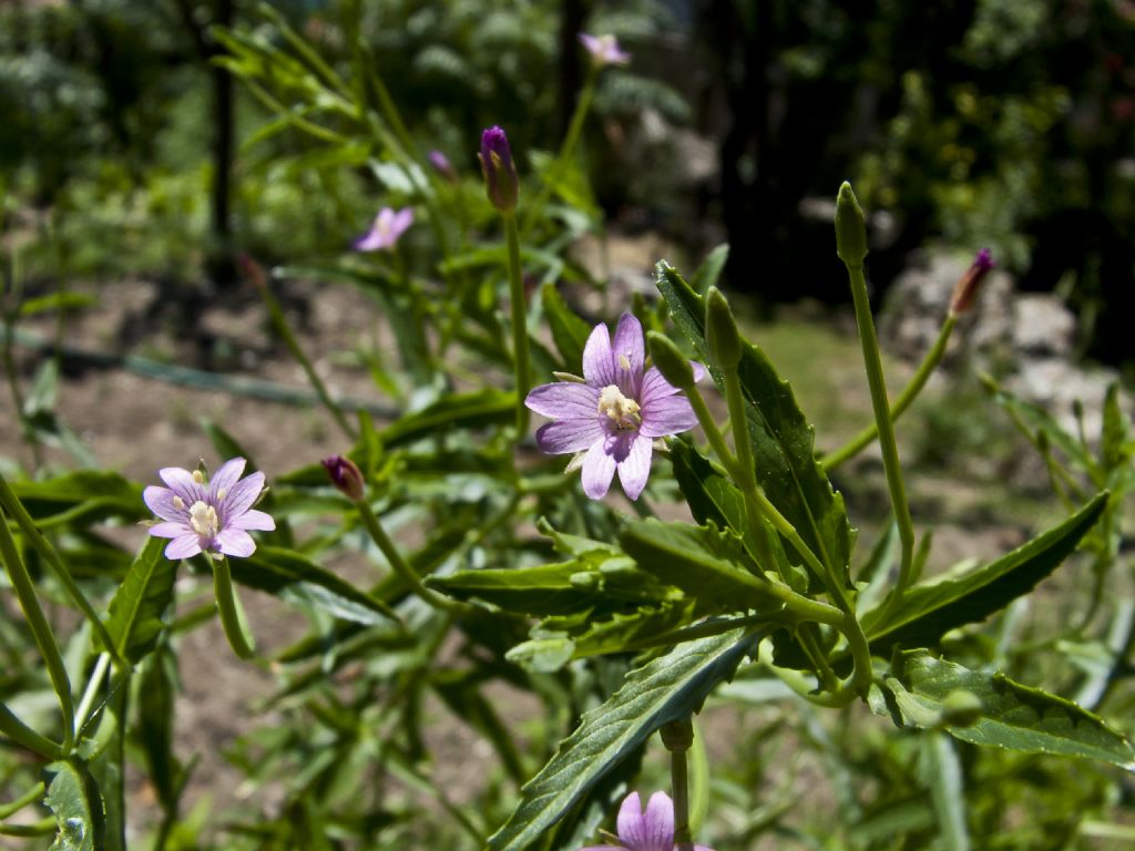 Epilobium sp.