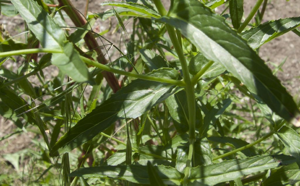 Epilobium sp.