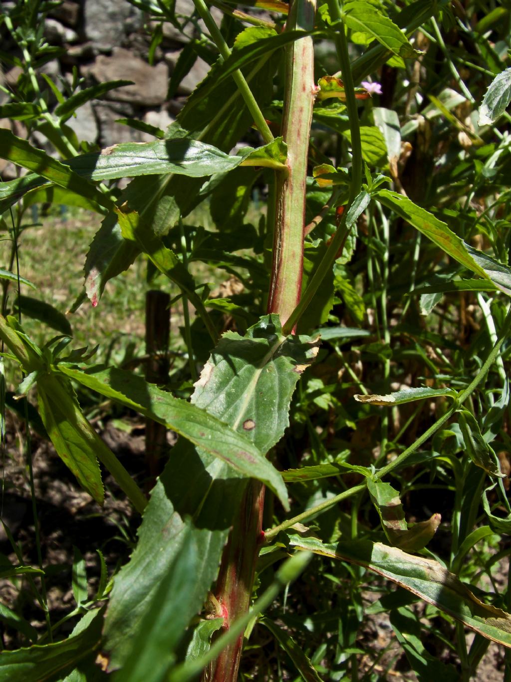 Epilobium sp.