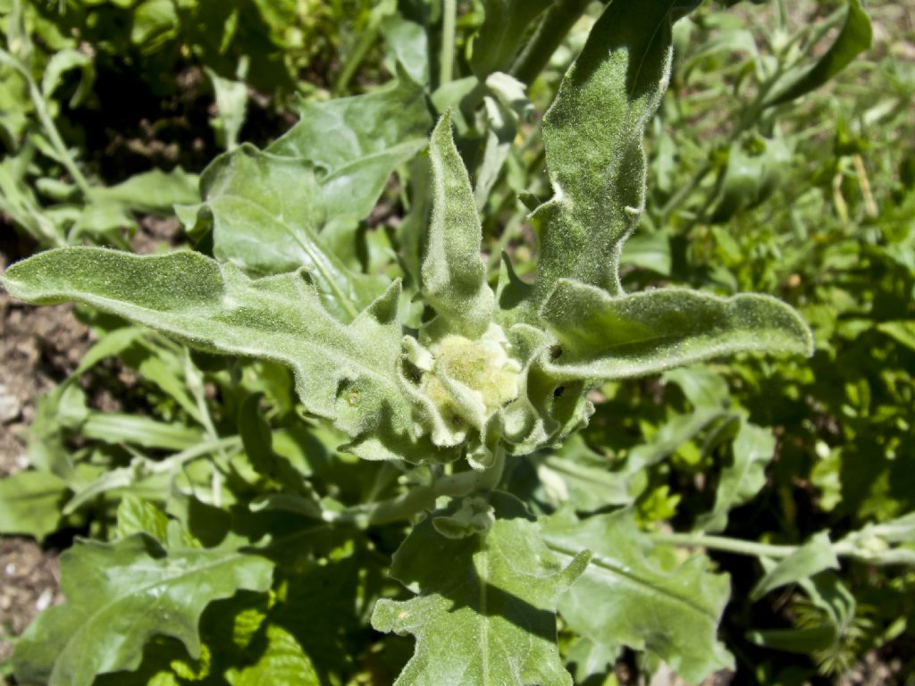 Andryala integrifolia