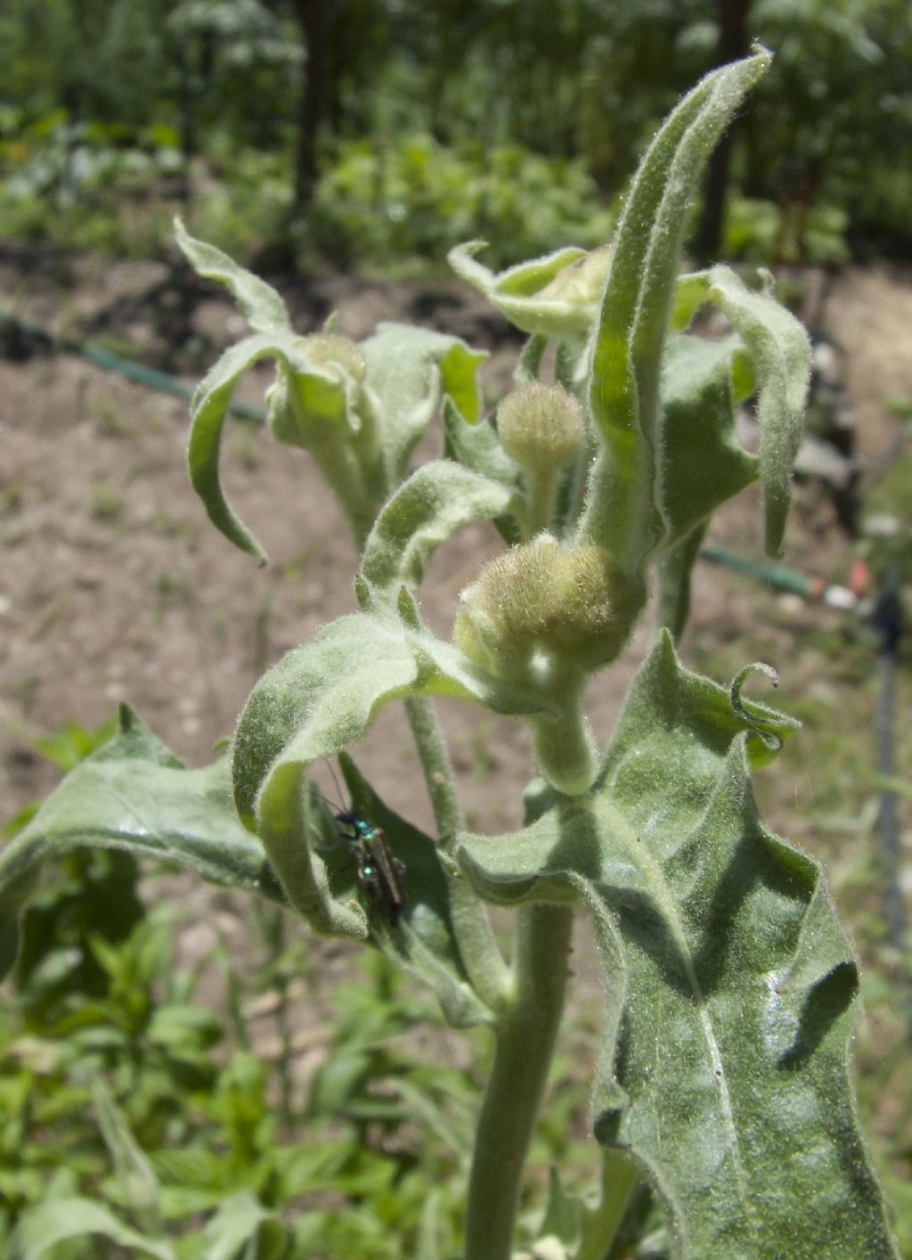 Andryala integrifolia