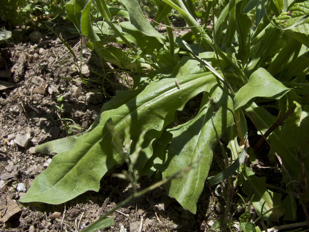 Andryala integrifolia