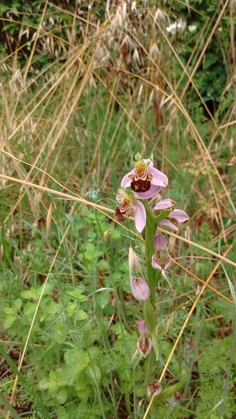 Ophrys apifera