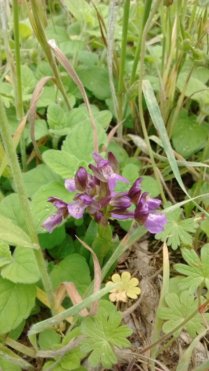 Anacamptis morio?