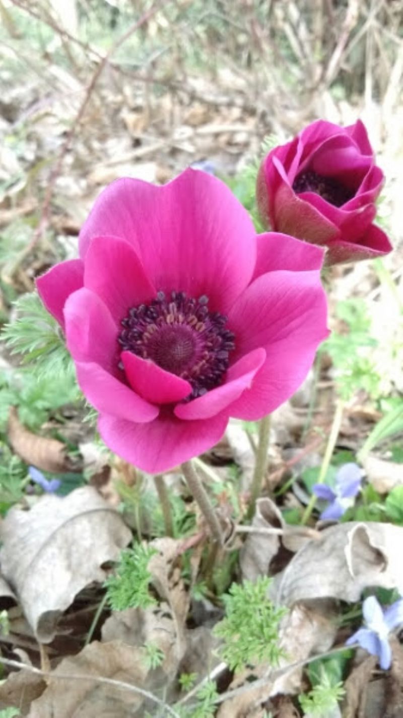 Anemone coronaria