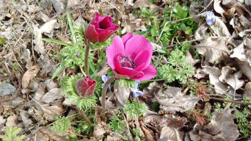 Anemone coronaria