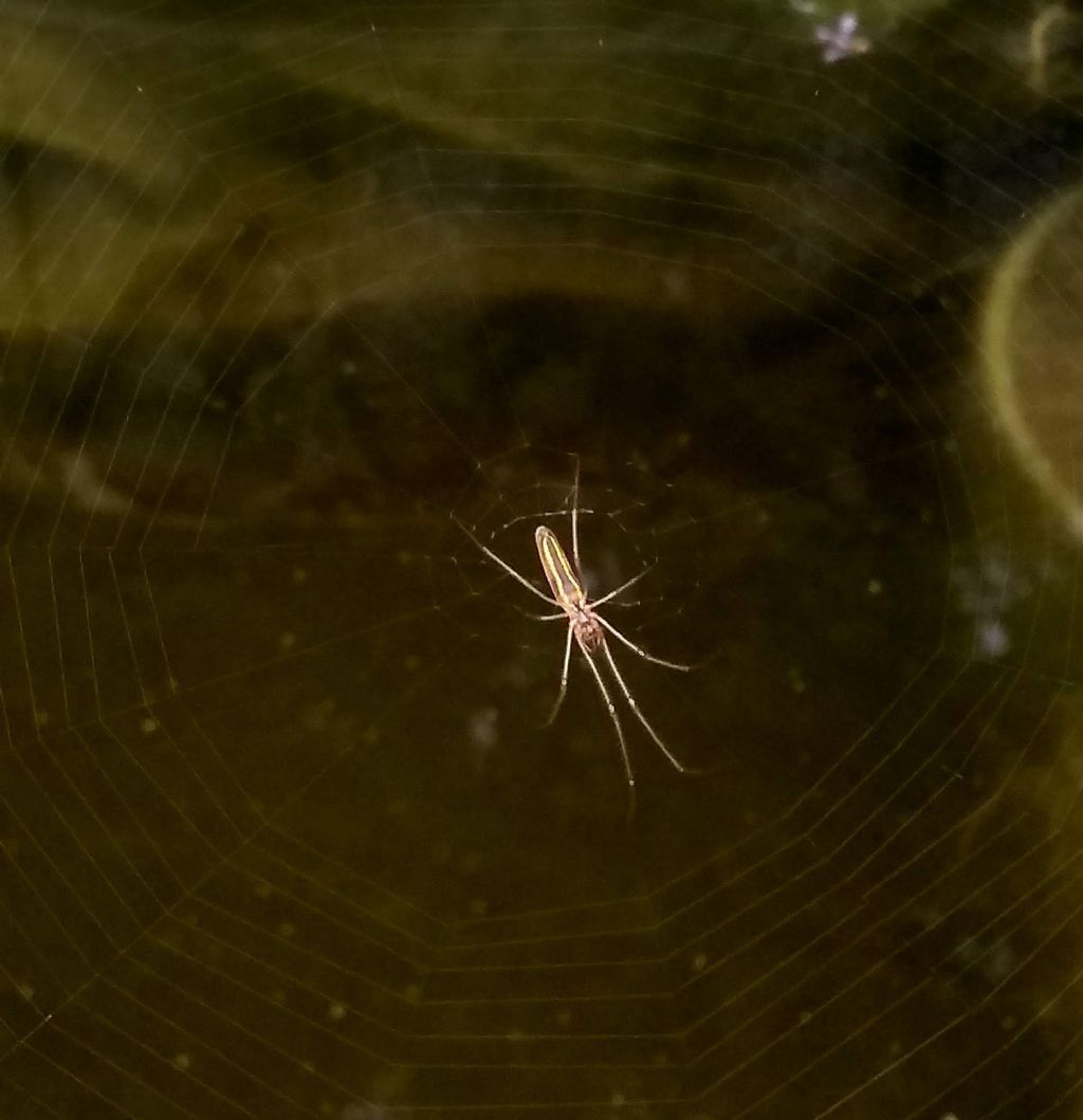 Tetragnatha sp. - Lonato del Garda (BS)