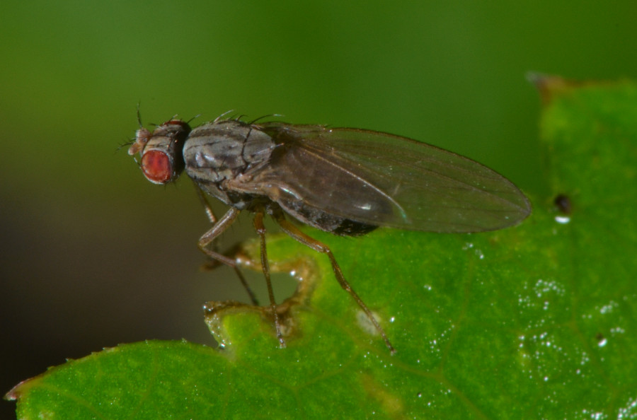 Scaptomyza (Drosophilidae)