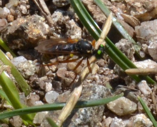 Altra richiesta identificazione mosca!!!