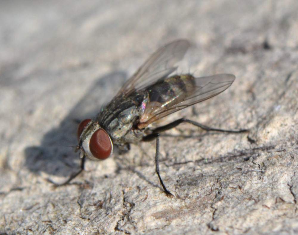 Senotainia (Sarcophagidae)