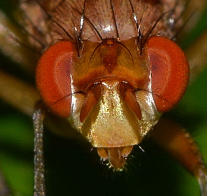 Minettia sp.? Possibile Tetanocera ferruginea