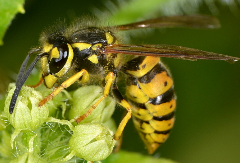 api terricole : femmine di Apidae Halictinae