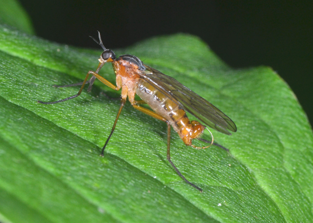 Empis univittata? No. Empis cfr confusa