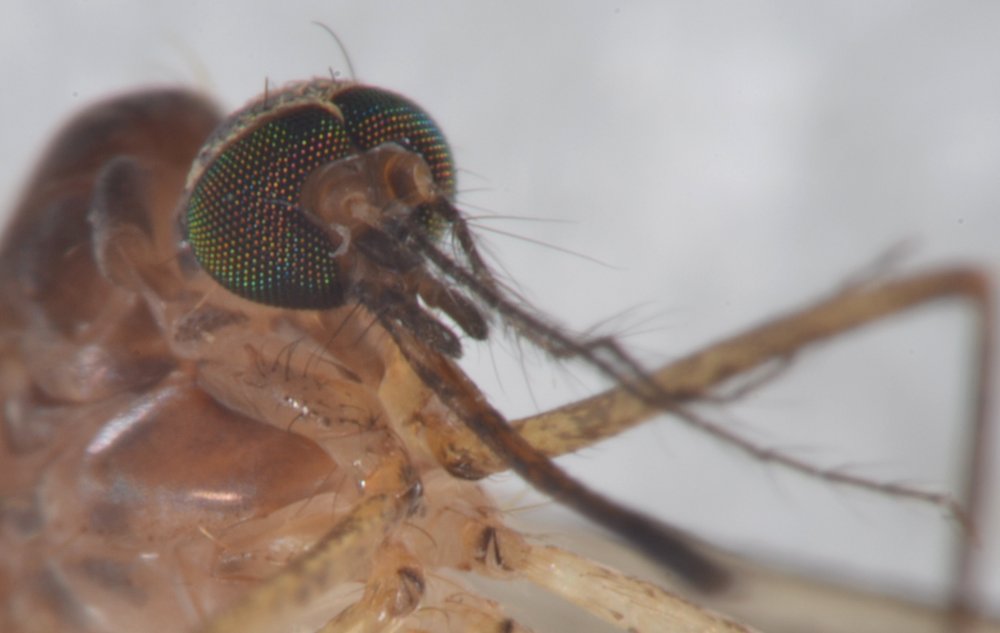 Culicidae: Complesso Cx. pipiens femmina