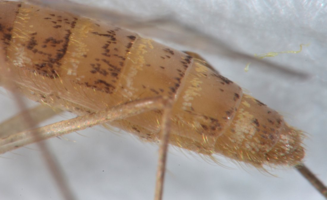 Culicidae: Complesso Cx. pipiens femmina