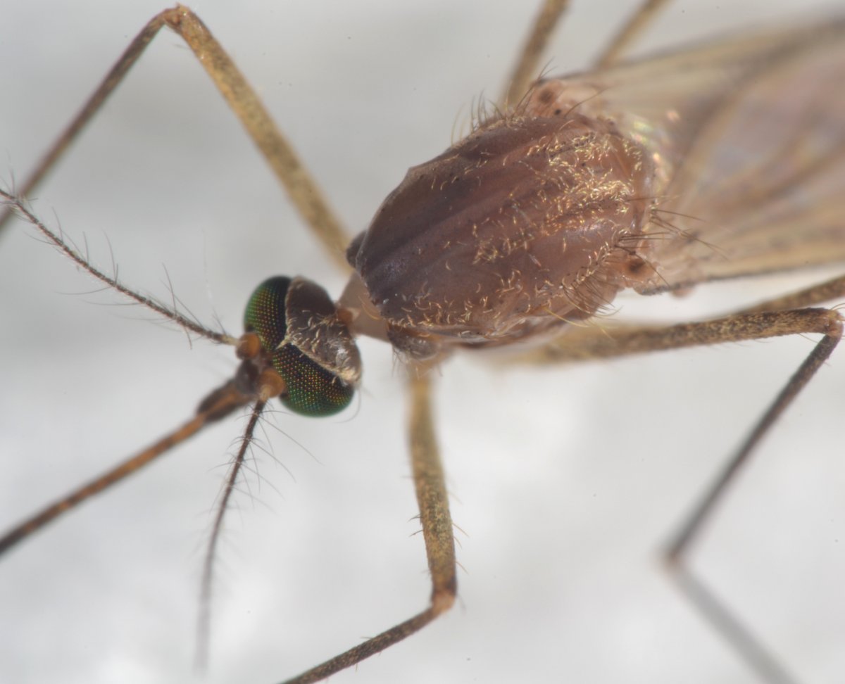 Culicidae: Complesso Cx. pipiens femmina