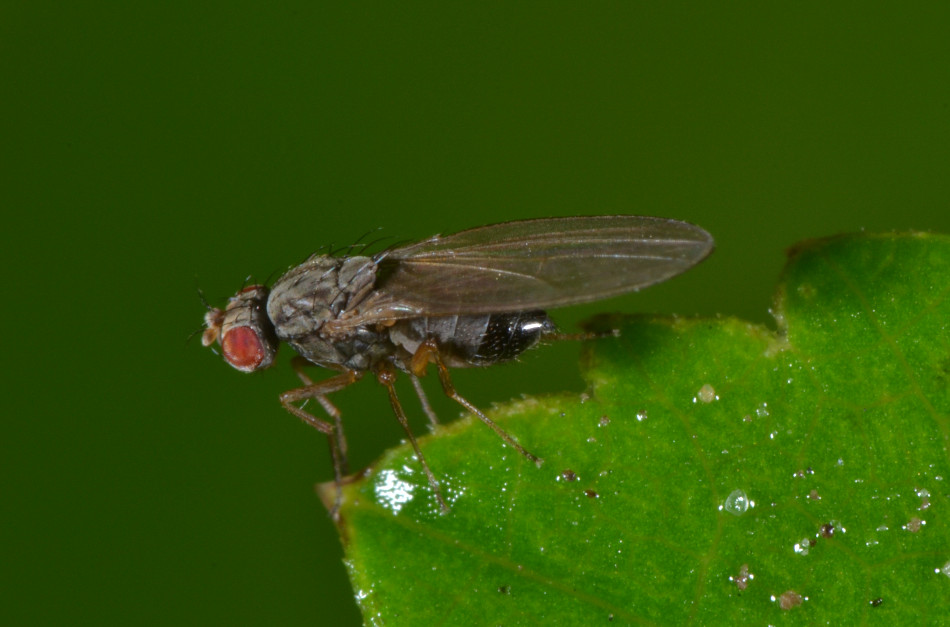 Scaptomyza (Drosophilidae)