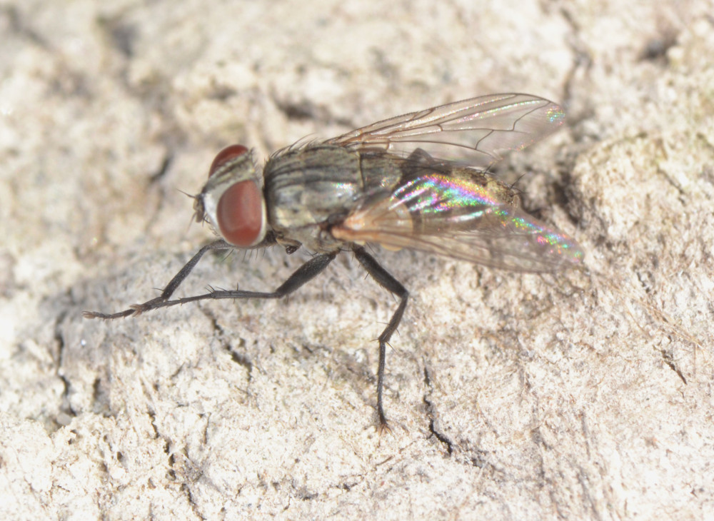 Senotainia (Sarcophagidae)