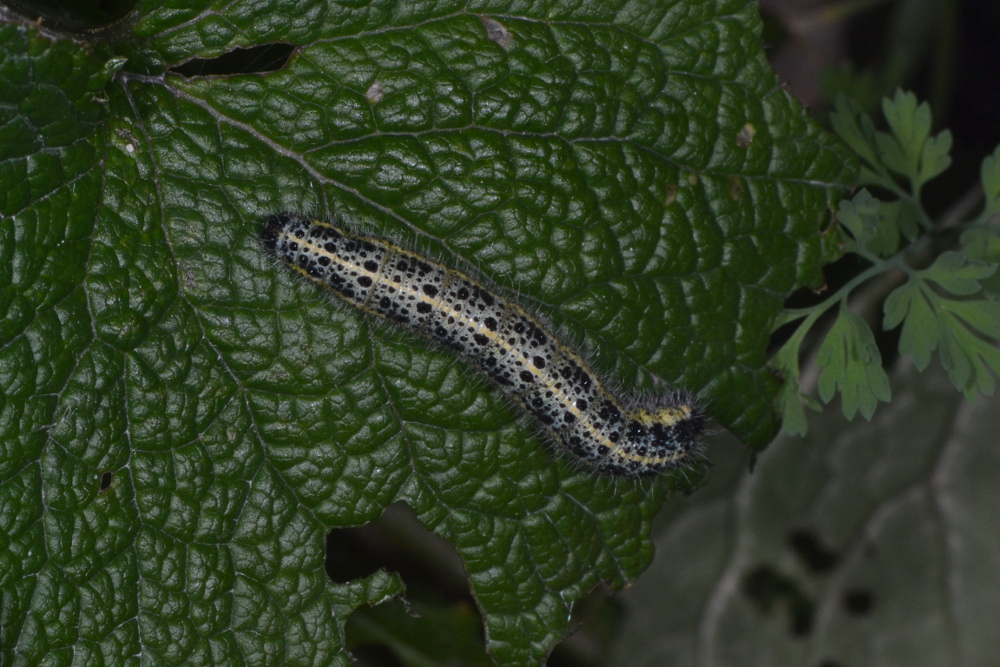 Pieris brassicae con 