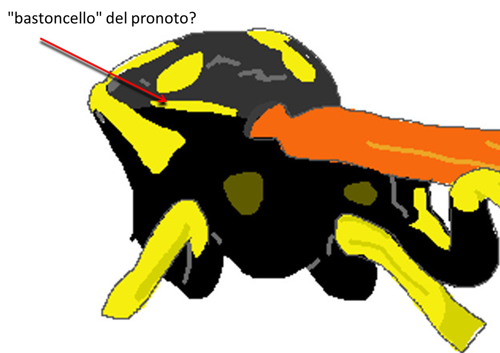 Polistes...