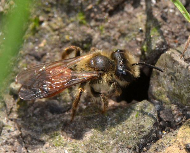 api terricole : femmine di Apidae Halictinae