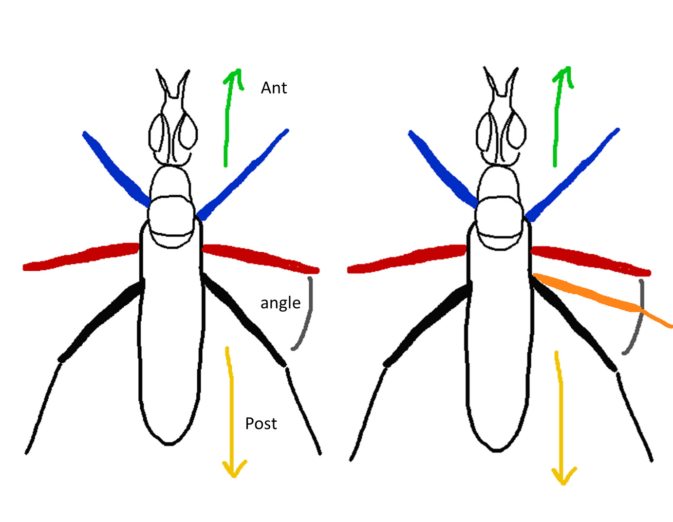 Helina sp.