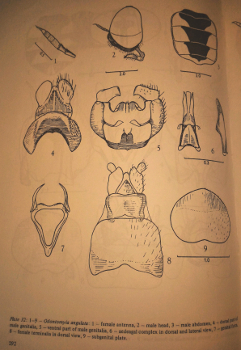 Stratiomyidae: Oplodontha viridula ?  Indeterminato. Maschio trib Odontomyini