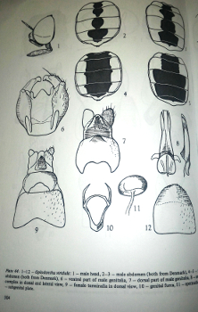 Stratiomyidae: Oplodontha viridula ?  Indeterminato. Maschio trib Odontomyini