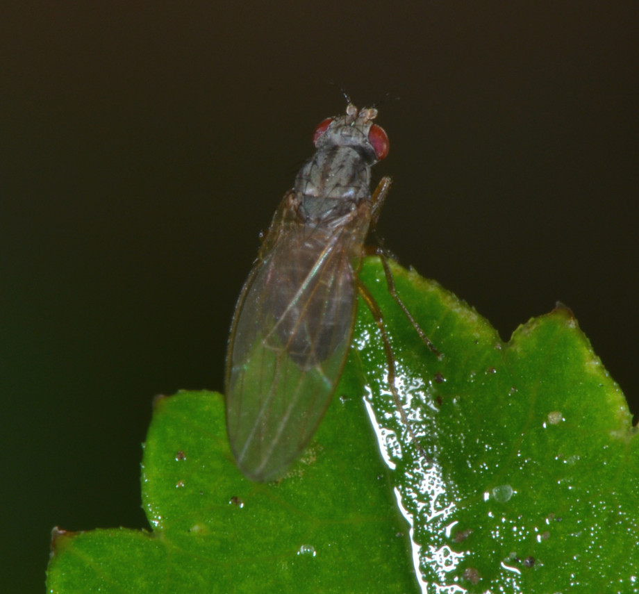 Scaptomyza (Drosophilidae)