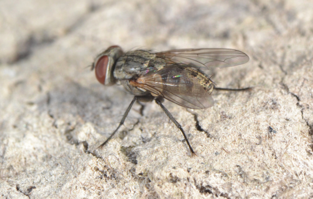 Senotainia (Sarcophagidae)