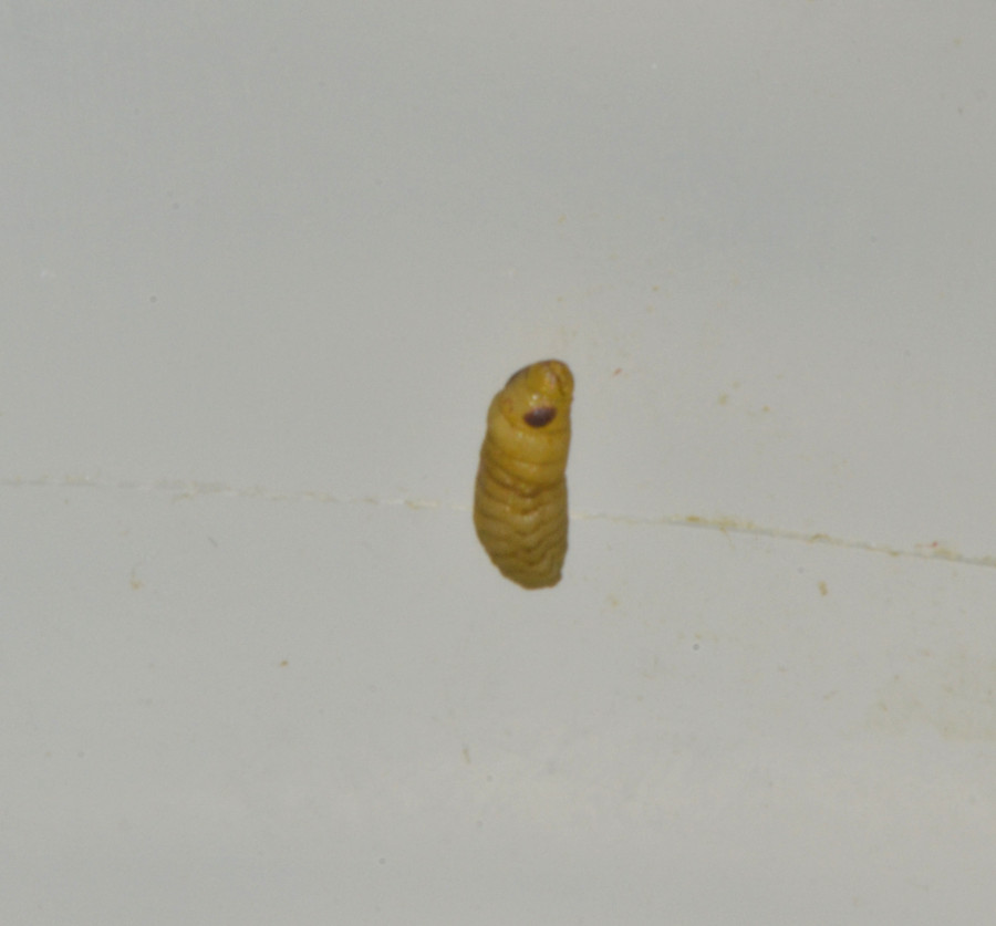 Pieris brassicae con 