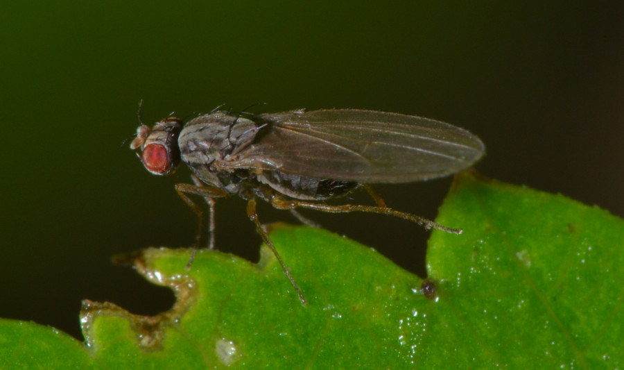 Scaptomyza (Drosophilidae)