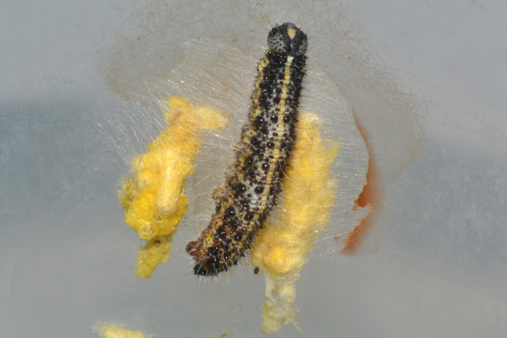 Pieris brassicae con 