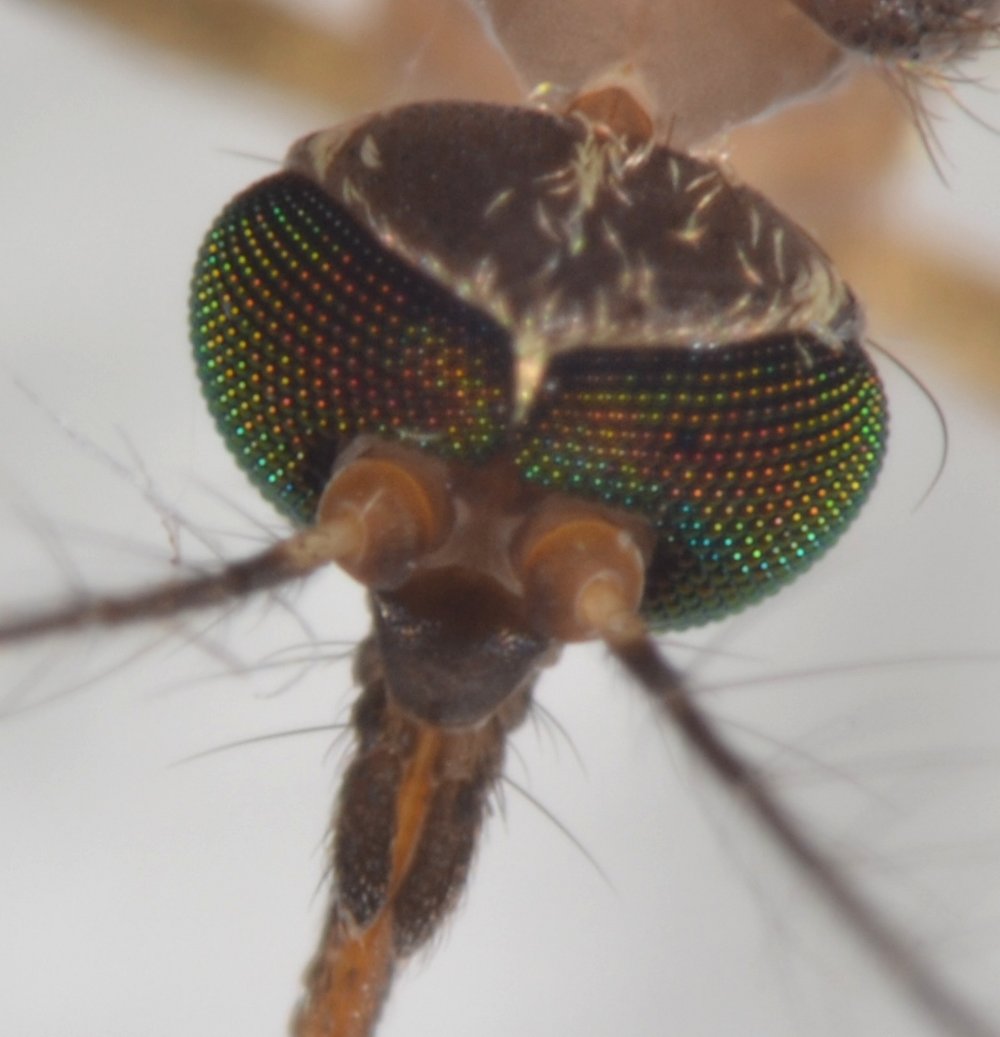 Culicidae: Complesso Cx. pipiens femmina