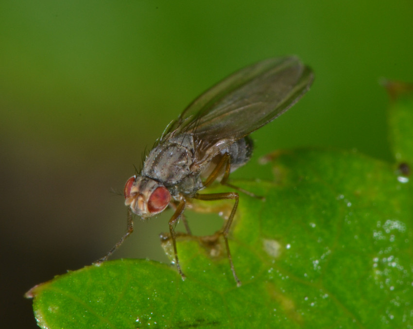 Scaptomyza (Drosophilidae)