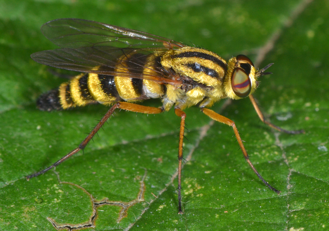 Femmina di Thereva aurata