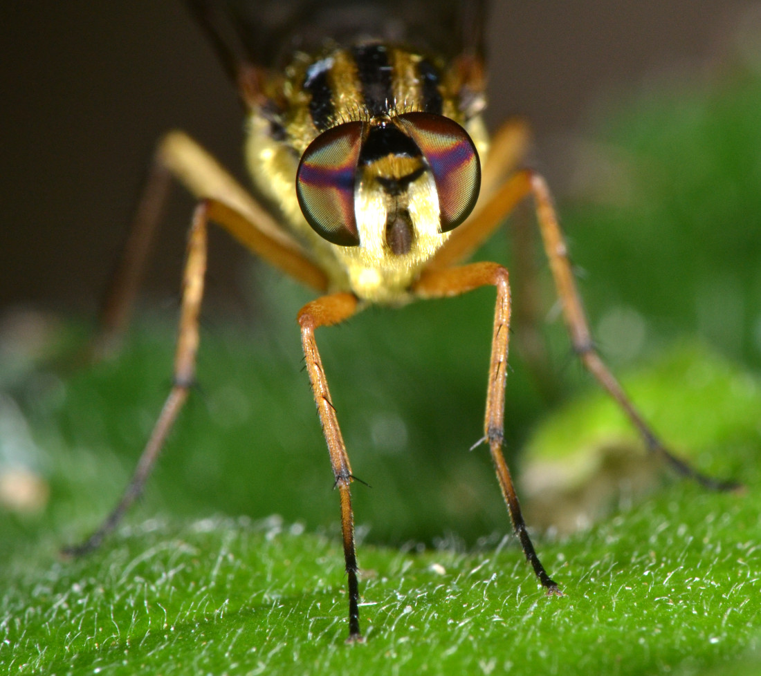 Femmina di Thereva aurata