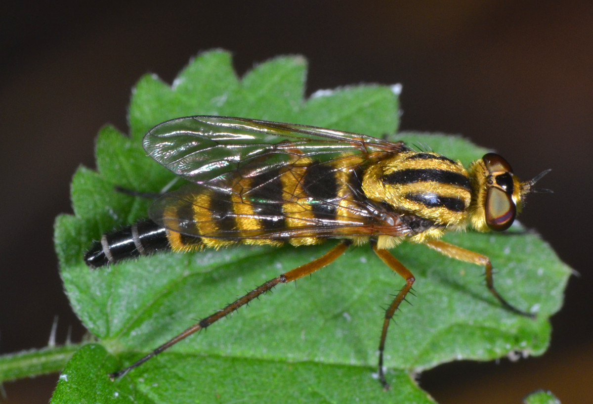 Femmina di Thereva aurata